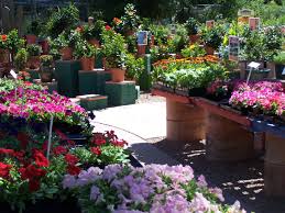 Outdoor Plants Services