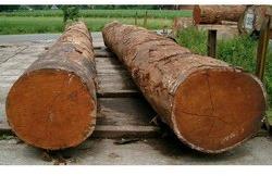 Round Neem Wood Log, Length : 10-20 Feet