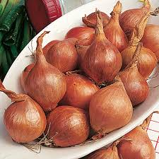 Common Shallot Onion, for Cooking, Enhance The Flavour, Human Consumption, Feature : Freshness, Good Purity