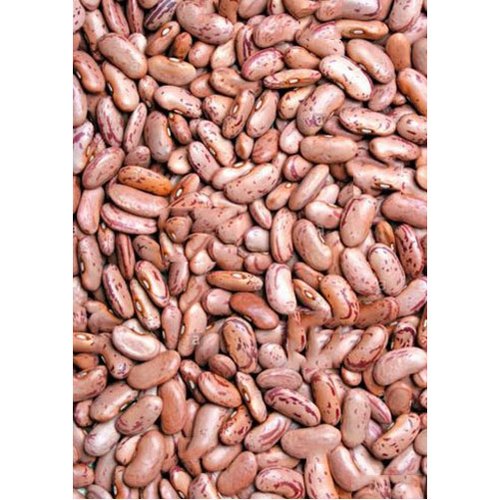  Kashmiri Red Kidney Bean, Feature : High in Protein