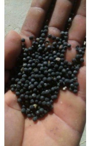 Nepali Shatavari Seeds