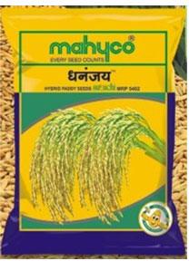 Dhananjay (Suruchi MRP-5402) Hybrid Paddy Seeds