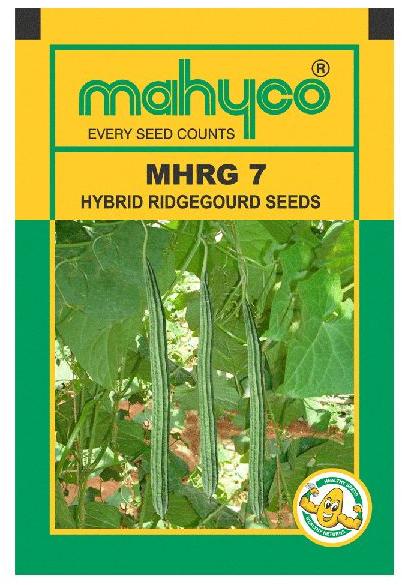 Hybrid Ridge Gourd Seeds, Packaging Type : PP Bag
