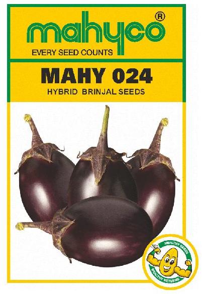 MAHY 024 Hybrid Brinjal Seeds Buy mahy hybrid brinjal seeds for best