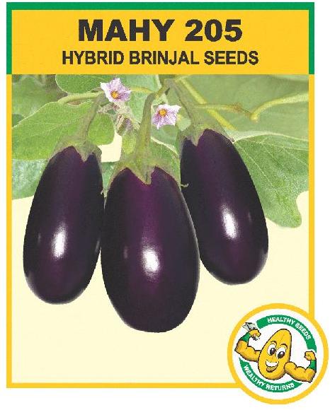 MAHY 205 Hybrid Brinjal Seeds