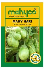 MAHY Hari Hybrid Brinjal Seeds