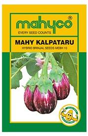 MAHY Kalpataru (MEBH 10) Hybrid Brinjal Seeds