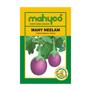 MAHY Neelam Hybrid Brinjal Seeds