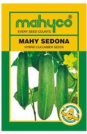 MAHY Sedona Hybrid Cucumber Seeds, Packaging Size : 20 Kg, 10kg