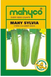 MAHY Sylvia Hybrid Cucumber Seeds, Packaging Size : 10kg, 1kg, 5kg