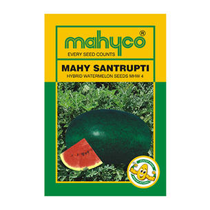 MHW 4 (Santrupti) Hybrid Watermelon Seeds, for Planting, Feature : Antioxidant