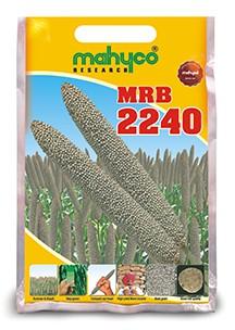 MRB-2240 Hybrid Bajra Seeds, Shelf Life : 12months