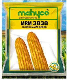 MRM 3838 Hybrid Maize Seeds