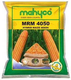 MRM 4050 Hybrid Maize Seeds