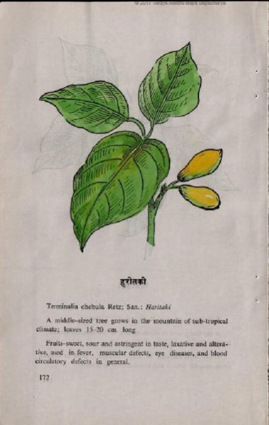 HERBAL HARITAKI, Type : Plant