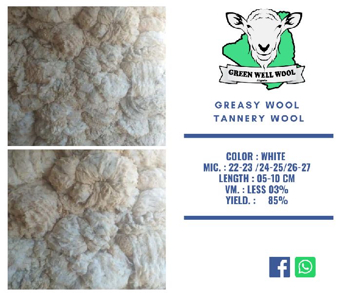 Supplier of Wool from Msila, United Arab Emirates by Green well import
