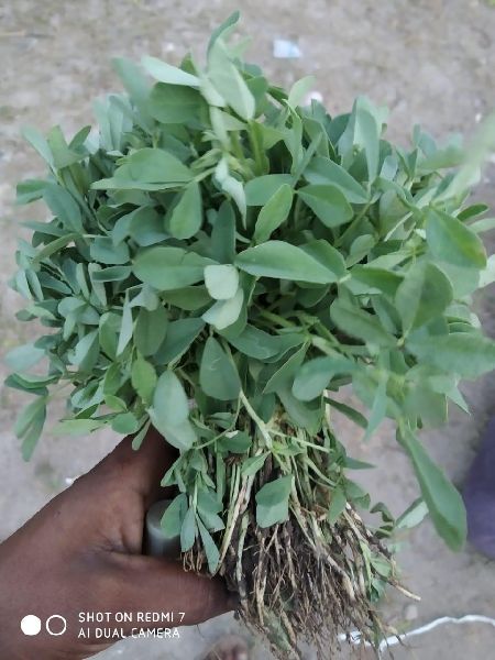 Natural Fenugreek Leaf, Color : Green