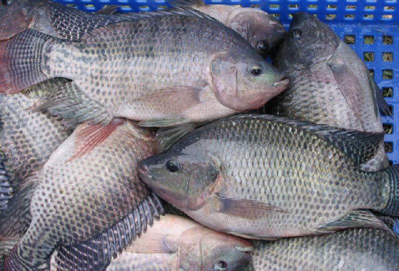 Chilled Tilapia Fish