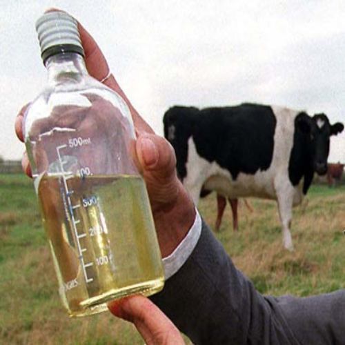 Cow urine, Purity : 99%