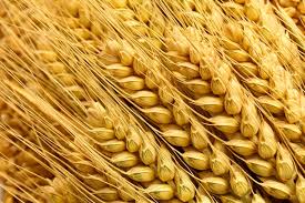 Organic Wheat Seeds, for Beverage, Food, Purity : 99.9%