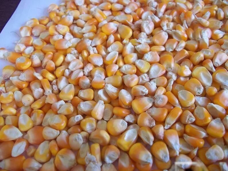 Oval maize cattle feed, for Animal Food, Packaging Type : Bags