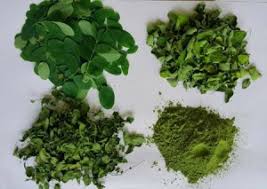 dry moringa leaves