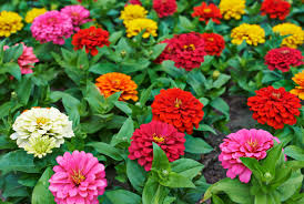 zinnia