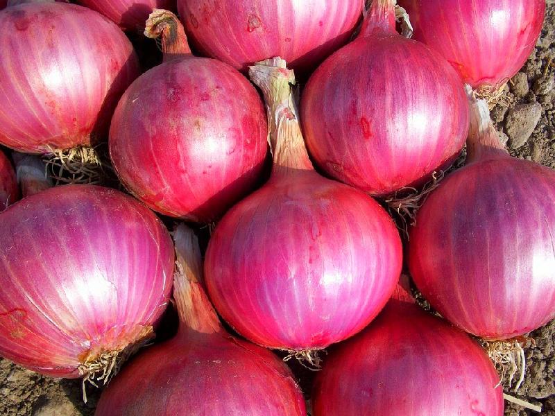 Fresh Organic Onion, Packaging Size : 50-500 Kg