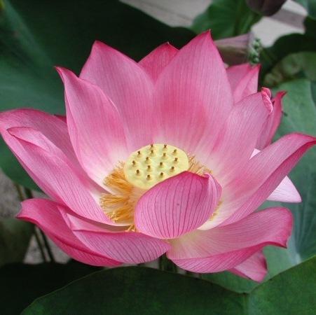 Lotus Fragrance