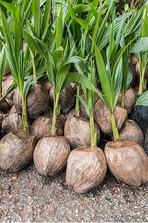 Coconut Sapling, for Gardening, Grade : Food Grade