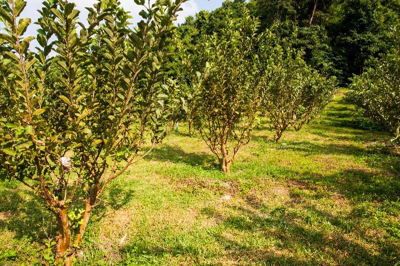 Guava Sardar L49 Grafted Plant, for Farming, Gardening, Feature : Easy Storage, Fast Growth
