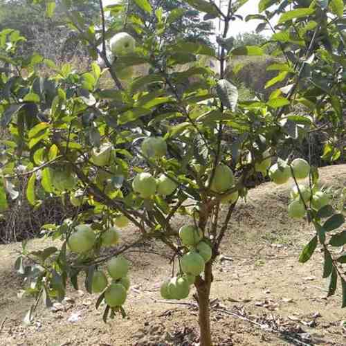 Guava Sugar Free Grafted Plant, for Farming, Gardening, Feature : Fast Growth, Fresh, Long Life