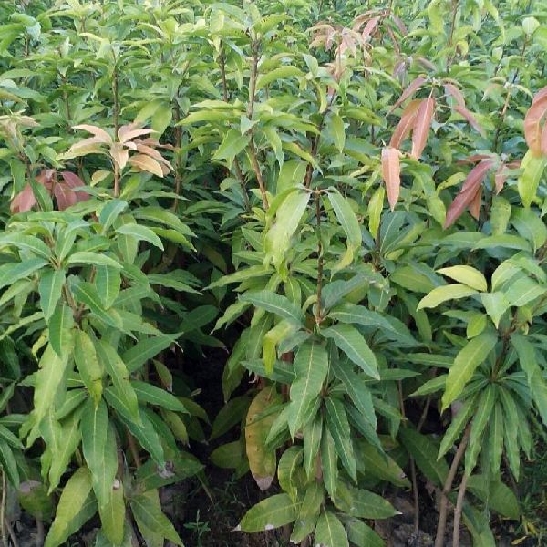 Mango Amrapali Grafted Plant