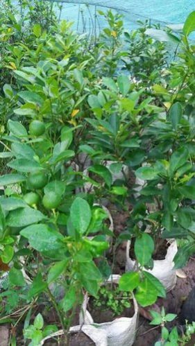 Nagpur Orange Grafted Plant