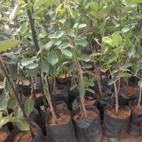 Jamun Plant, for Fruits Use, Length : 2-4 Feet