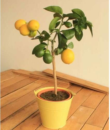 Lemon Plant, Feature : Fast Growth