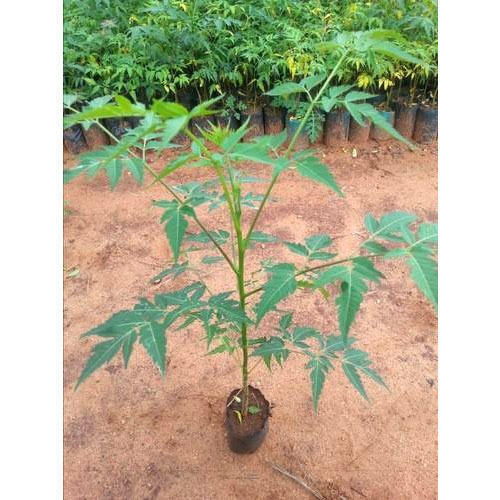 Melia Dubia Plant