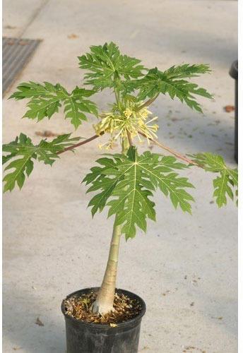 Papaya Plant