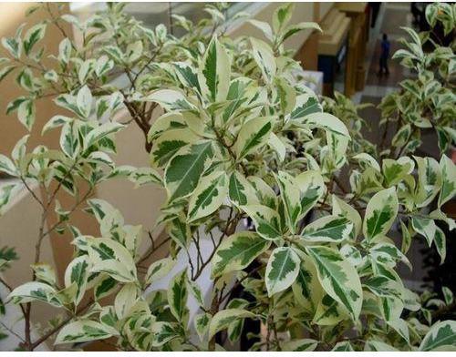 Natural Variegated Ficus Plant