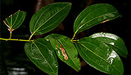 Bay Leaf