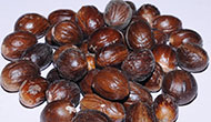 Common Dried Nutmeg, Packaging Type : Box, PP Bags