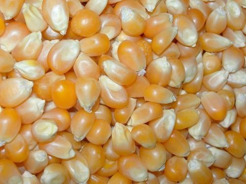 Organic Animal Feed Maize Seeds, Packaging Size : 100-500kg
