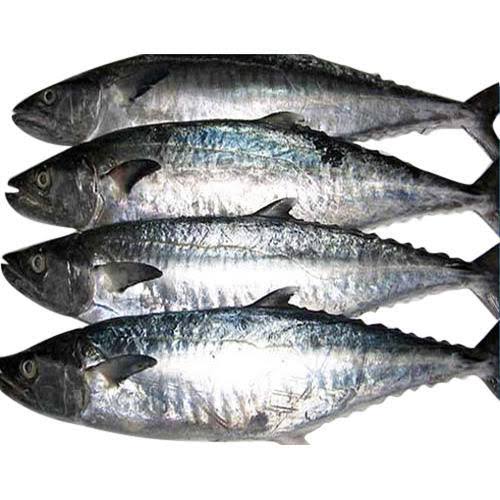 Fresh Surmai Fish
