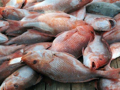 Red Snapper Fish - Fresh Fish - Mumbai's Leading Fresh Fish & Seafood  Company