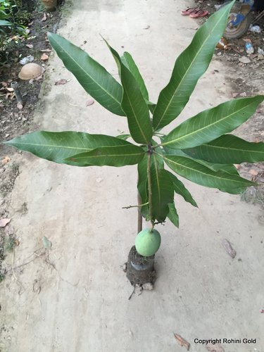 Mango Plant, Type : Fast Growing