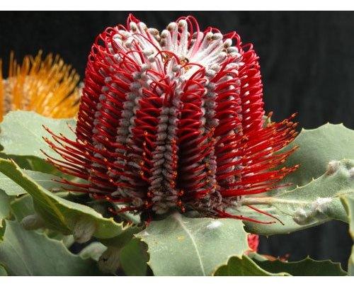 Red Banksia Flower