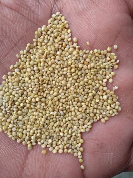 Brown Top Millet (Andu Korle), for Cooking, Style : Dried
