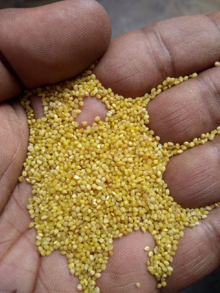 Fine Processed Natural Foxtail Millet(Korle), for Cooking, Variety : Dried, Hulled