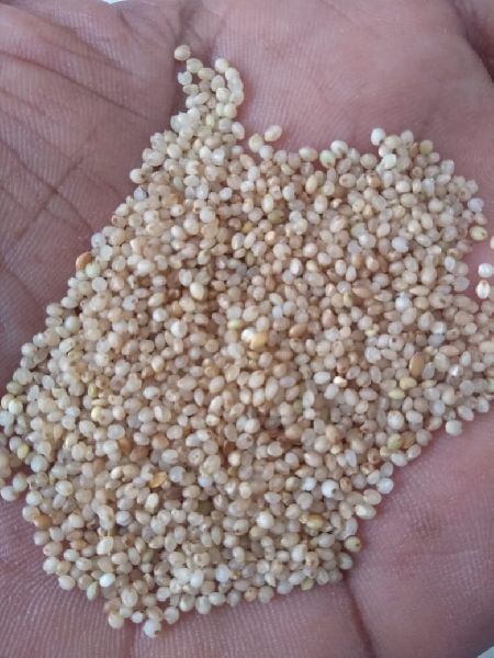 Fine Processed little millet rice, for Cooking, Style : Dried