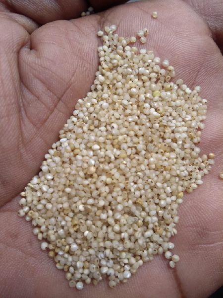 Fine Processed Natural proso millet rice, for Cooking, Style : Dried
